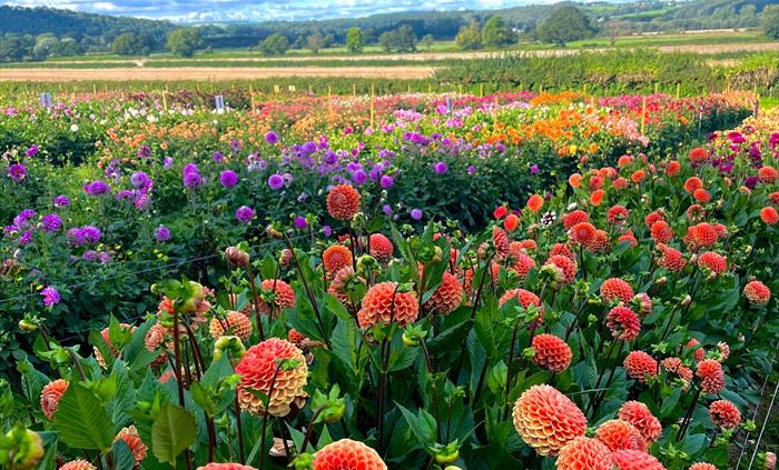Flower_Field_Wales